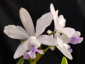 Cattleya Walkerinter