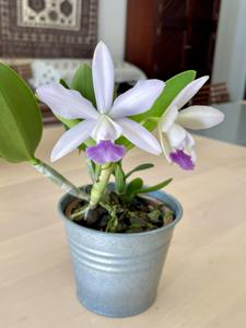 Cattleya Walkerinter