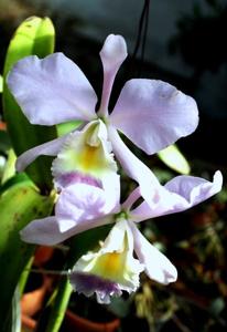 Cattleya Valentine (1900)