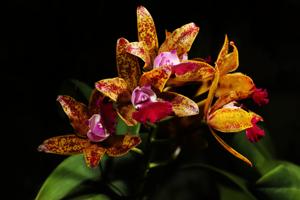 Cattleya Tiger Spots