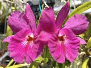 Cattleytonia Jamaica Red