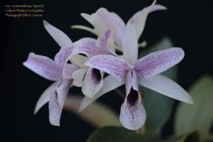 Guarianthe Guatemalensis