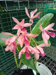 Guarianthe Guatemalensis
