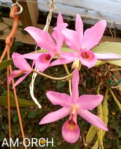 Guarianthe Guatemalensis