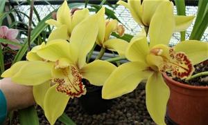 Cymbidium Angelica