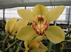 Cymbidium Angelica