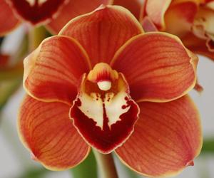 Cymbidium Autumn Crisp