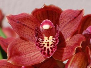 Cymbidium Arts