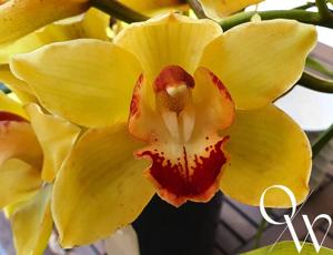 Cymbidium Bedazzled