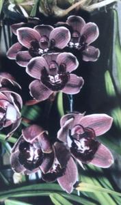 Cymbidium Bandolero