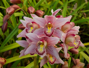 Cymbidium Babylon