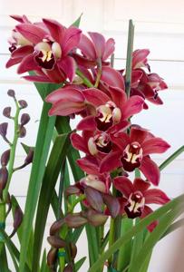 Cymbidium Black Silk