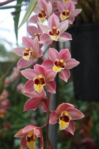 Cymbidium Bunyip