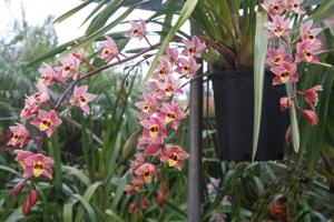 Cymbidium Bunyip