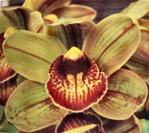 Cymbidium Bud March