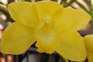 Cymbidium Culpaulin