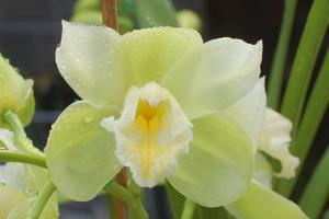 Cymbidium Culpaulin