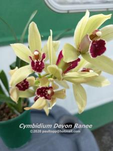 Cymbidium Devon Ranee