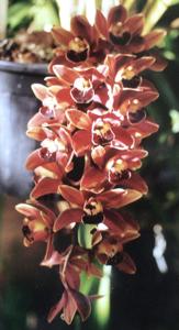 Cymbidium Flame Hawk