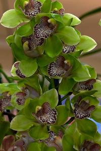 Cymbidium Green Glass