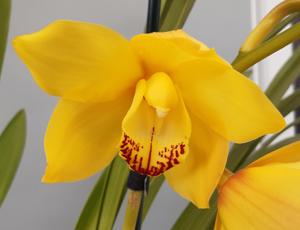 Cymbidium Goldrun