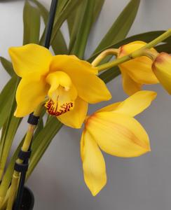 Cymbidium Goldrun