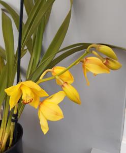 Cymbidium Goldrun