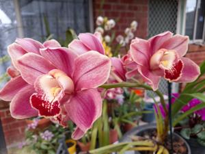 Cymbidium Hamsey