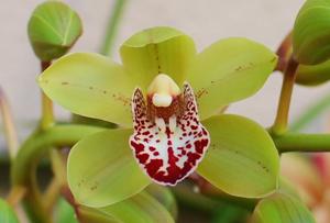 Cymbidium Jill