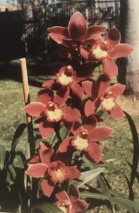 Cymbidium Ivy Fung