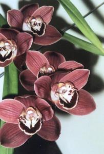 Cymbidium Kiata