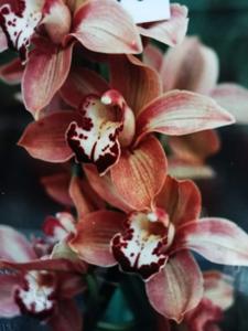 Cymbidium Lady Moxham