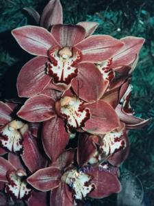 Cymbidium Lady Moxham