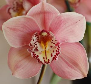 Cymbidium Kumamoto