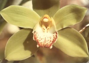 Cymbidium Lunagrad