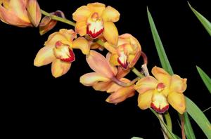 Cymbidium Mary Pinchess