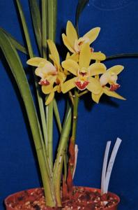 Cymbidium Mary Pinchess