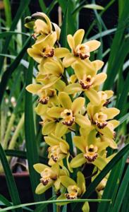 Cymbidium Mary Pinchess