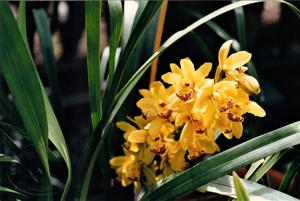 Cymbidium Mary Pinchess