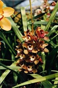 Cymbidium Mimi