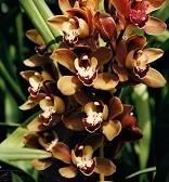 Cymbidium Mimi