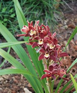 Cymbidium Mimi