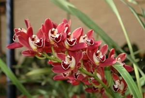 Cymbidium Mimi