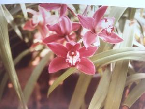 Cymbidium Negrito