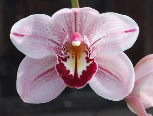 Cymbidium Paarl Perle