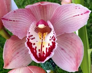 Cymbidium Paarl Perle