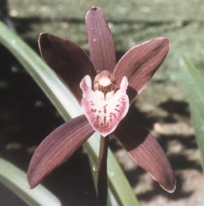 Cymbidium Peter Piper