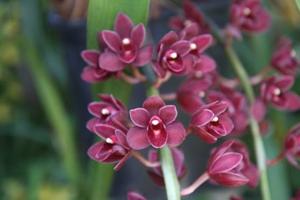 Cymbidium Phar Lap