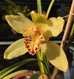 Cymbidium San Miguel