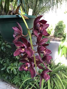 Cymbidium Ruby Eyes